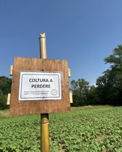 Colture a perdere: un nuovo progetto.